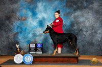 Beauceron #9 Sun BOWCH Judge Lisa Graser
