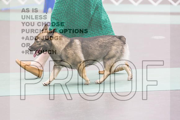 Swedish Vallhund Sat Rings_JJL_9471_UKCLNGVIEWOCT2024_2024_HR3