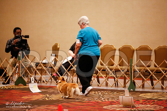 _JJ_7577-HstnCorgiFeb2015-HR3
