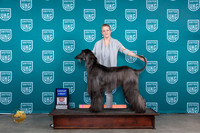Afghan Hound #321 Fri G1 Judge Polly Drake Jones