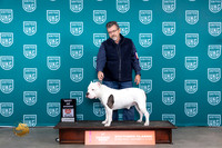 American Bully #344 Fri BOW Judge Carianna Glenn