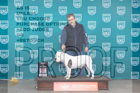 American Bully #344 Fri BOW Judge Carianna Glenn_JP_2794_UKCBeltonNov_2023_HR3