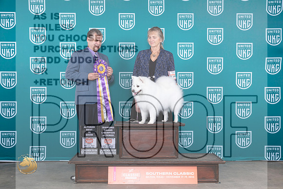 American Eskimo #116 Fri ABIS DGCH Judge Antonio Raposo_JP_2916_UKCBeltonNov_2023_HR3