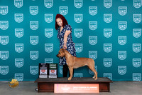 American Pit Bull Terrier #406 Fri BOBG3 Judge Antonio Raposo