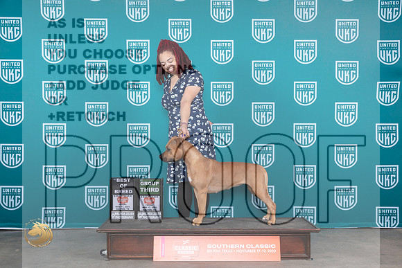 American Pit Bull Terrier #406 Fri BOBG3 Judge Antonio Raposo_JP_2838_UKCBeltonNov_2023_HR3