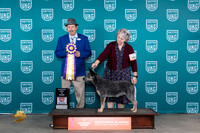 Australian Cattle Dog #106 Fri G1RBIS Judge Polly Drake Jones Joseph Gubry