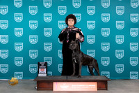 Cane Corso #215 Fri BOB Judge Antonio Raposo