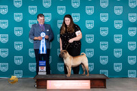 Chinese Shar Pei #243 Fri G1 Judge Antonio Raposo