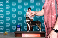 Collie Smooth #132 Fri AG1 Judge Polly Drake Jones