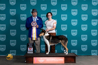 Collie Smooth #132 Fri ARBIS Judge Joseph Gubry