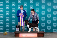 English Springer Spaniel #300 Fri BIS Joseph Gubry