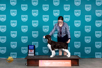 English Springer Springer #300 Fri G1 Judge Nina G1 Judge Judge Carianna Glenn