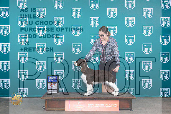 English Springer Springer #300 Fri G1 Judge Nina G1 Judge Judge Carianna Glenn_JP_2872_UKCBeltonNov_2023_HR3