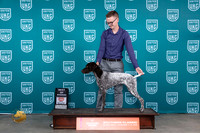 German Shorthaired Pointer #325 Fri BOW Judge Carianna Glenn