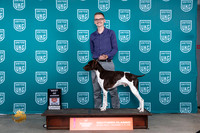 German Shorthaired Pointer #356 Fri BMBOW Judge Nina Marie Sherrer