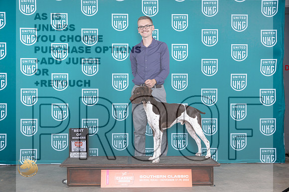 German Shorthaired Pointer #356 Fri BMBOW Judge Nina Marie Sherrer_JP_2790_UKCBeltonNov_2023_HR3