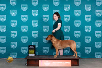 Labrador Retriever #128 Fri WBBF Judge Carianna Glenn