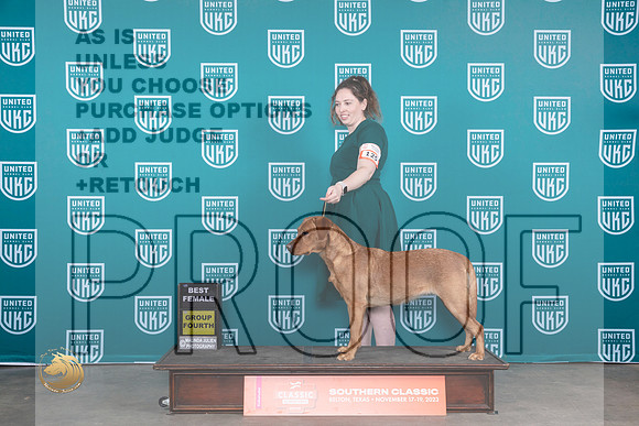 Labrador Retriever #128 Fri WBBF Judge Carianna Glenn_JP_2824_UKCBeltonNov_2023_HR3