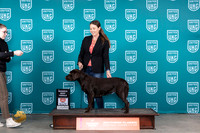 Labrador Retriever #231 Fri RWBCH Judge Nina Marie Sherrer