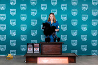 Poodle #420 Fri BOBG2GCH Judge Nina Marie Sherrer