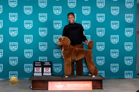 Poodle Std #177 Fri WDCH Judge Karen Hynek