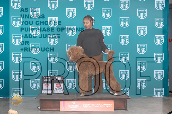 Poodle Std #177 Fri WDCH Judge Karen Hynek_JP_2777_UKCBeltonNov_2023_HR3