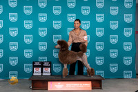 Poodle Std #347 Fri BOSCH Judge Karen Hynek