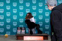 Poodle Std #465 Fri BOW Judge Carianna Glenn