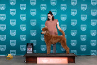 Poodle Std MC #315 Fri BOW Judge Carianna Glenn