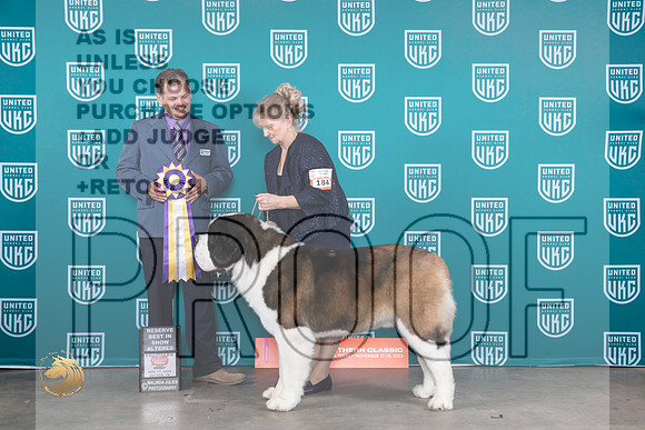 St Bernard #184 Fri RBIS Judge Antonio Raposo_JP_2921_UKCBeltonNov_2023_HR3