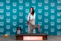 Thai Ridgeback #150 Fri BOWCH Judge Polly Drake Jones