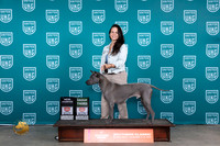 Thai Ridgeback #159 Fri G3CH Judge Karen Hynek