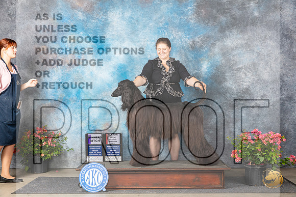 Afghan Hound #24 WBBOSM Judge Polly (Mrs Robert) D Smith__JP_4145_San Antonio_2024_HR3