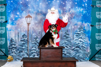Austrailian Shepeherd Mari 1 Santa