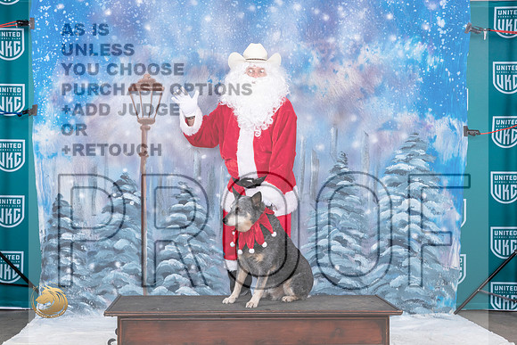 Australian Cattle Dog Mari 2 Santa_JP_3180_UKCBeltonNov_2023_HR3