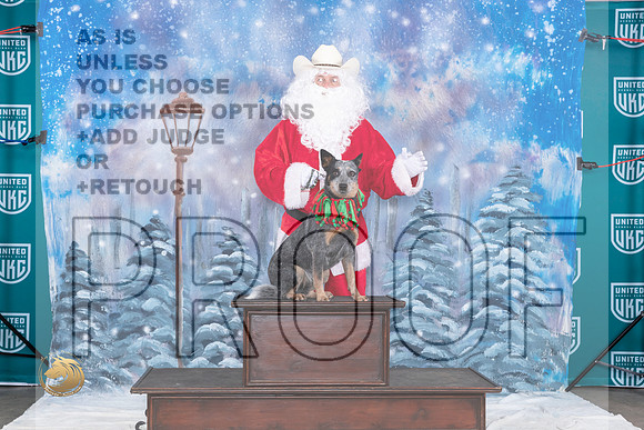 Australian Cattle Dog Santa_JP_3149_UKCBeltonNov_2023_HR3