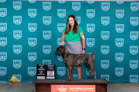 Cane Corso #307 Sat TD BOB Judge Nina Marie Sherrer