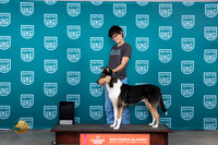 Collie Smooth #148 Sat