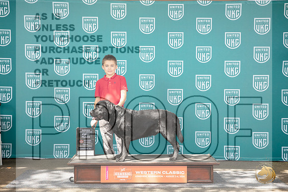Labrador Retriever #344 Fri 1st NoviceJr Judge Alan Krenek__JP_1182_Longview WA_2024_HR3