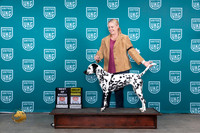 Dalmatian #187 Sat BOBG4 Judge Polly Drake Jones