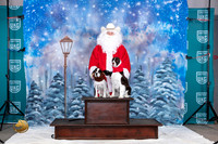 English Setter Cocker Spaniel Santa