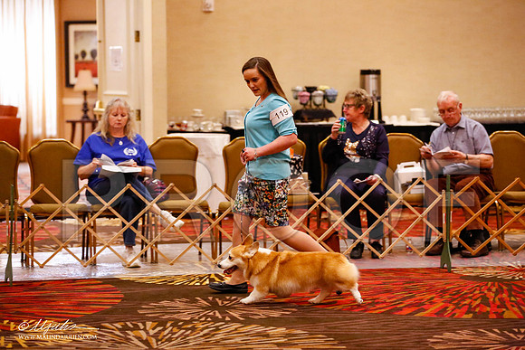 _JJ_1513-HstnCorgiFeb2015-HR3