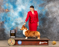 Cardigan Welsh Corgi #11 SD Judge Linda Clark