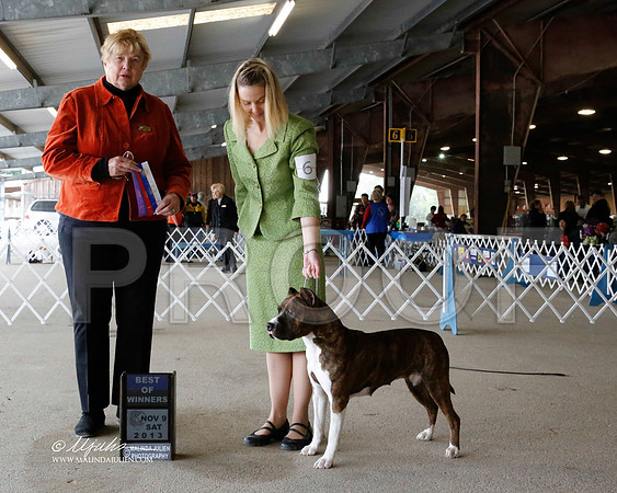 AmStaff-2686-HstnNov13-HR