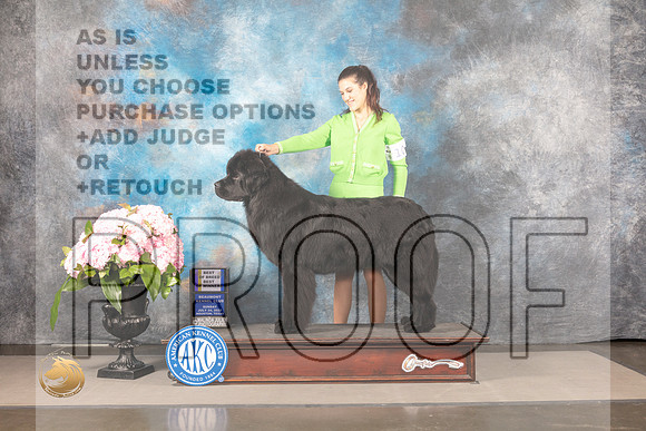 Newfoundland #5 Sun BOWBOB Judge Patricia Sosa NO JUDGE_MJ_7723_Houston_2022_HR3