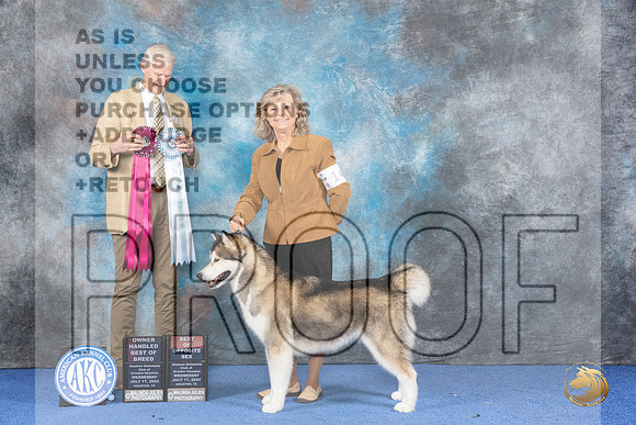 Alaskan Malamute #14 WED BOBOH BOS Judge Jon Cole__JP_6776_Houston_2024_HR3