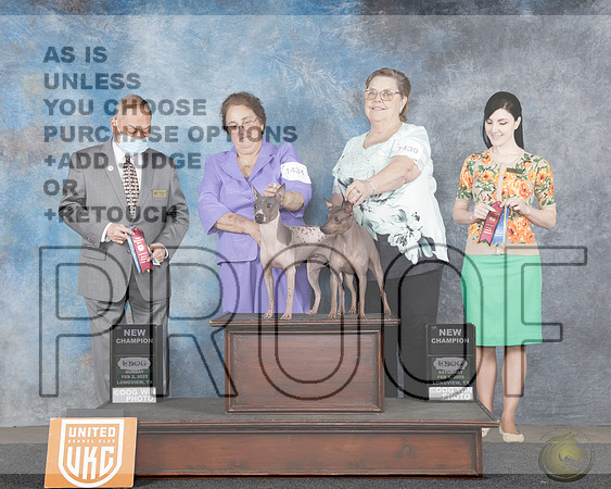 American Hairless Terrier #1502 NCH Judge Diana Brumbaugh and Stan Matsumoto_WP_3957-UKC UDOG Longview Jan 31 - Feb 2 2025-HR3