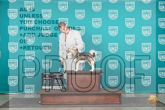 Alaskan Klee Kai #978 Fri COCBOB Judge Stephanie Mueller__JP_1570_Premier_2024_HR3