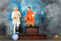 Norfolk Terrier #8 Mon BOB  Judge Debra Thornton