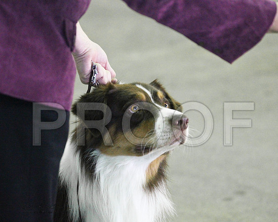 Group Herding Saturday - 0010